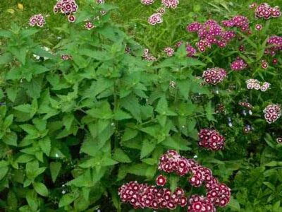 Herbs in the Flower Garden Image